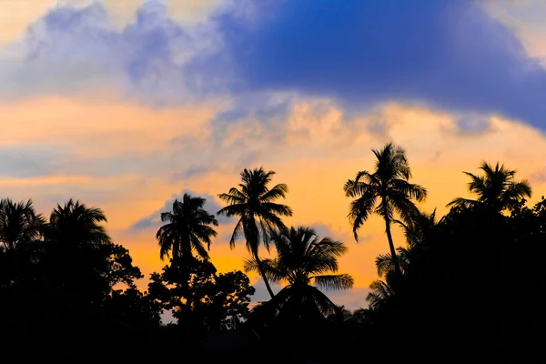 stock image Silhouette of palms and sunset