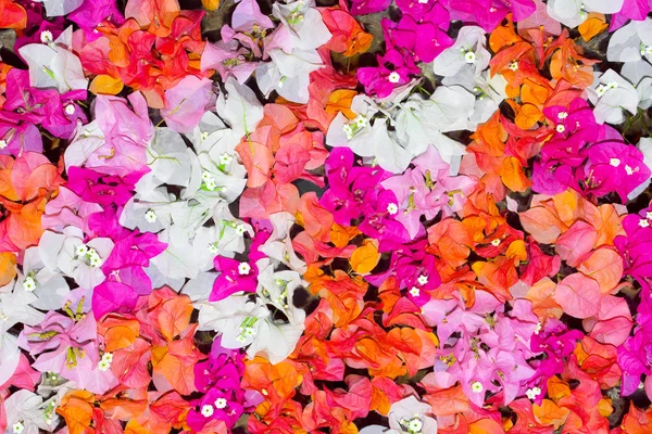 A háttérben virágok szirmok — Stock Fotó