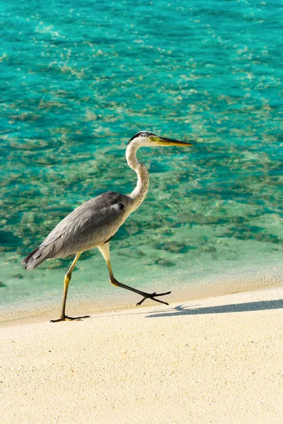 Heron går på en strand — Stockfoto
