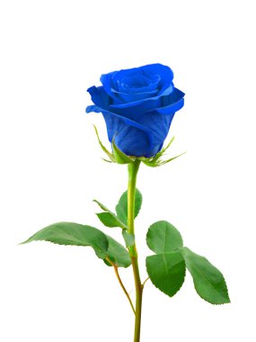 Blue rose clipart