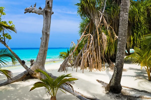 Trees on tropical beach — Stock Photo, Image