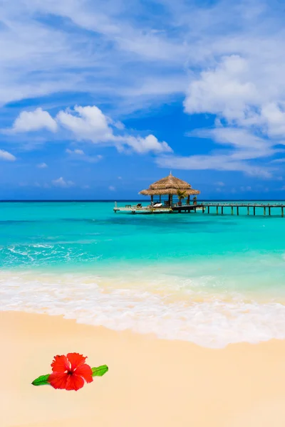 Bloem op tropisch strand — Stockfoto