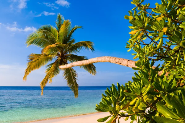 Ohyb Palma na tropické pláži — Stock fotografie