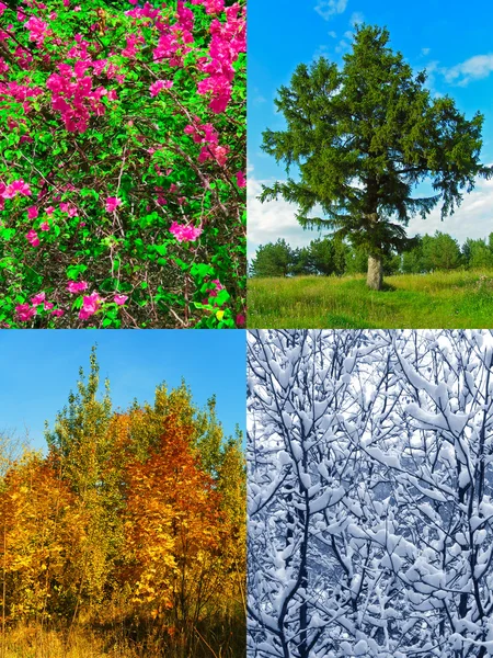 Four seasons (my photos) — Stock Photo, Image