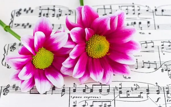 stock image Flowers on sheet music