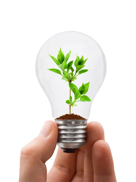 Hand med lampa och växt — Stockfoto