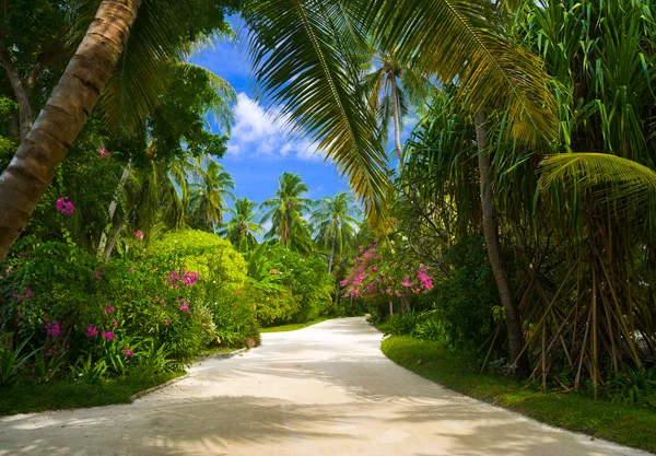 Chemin dans le parc tropical — Photo