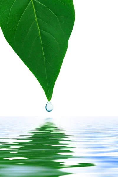Leaf and water drop — Stock Photo, Image