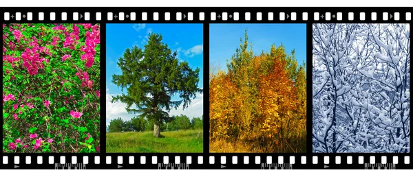 Nature seasons in film frames (my photos) — Stock Photo, Image
