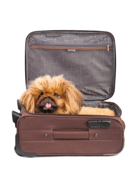 Dog in travel case clipart