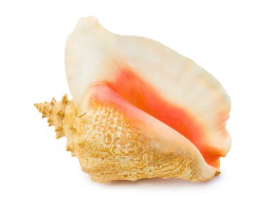 Big conch clipart