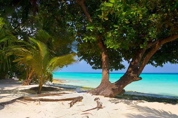 Strom na tropické pláži — Stock fotografie