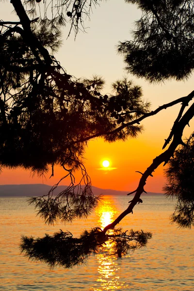 stock image Pine tree branch and sunset