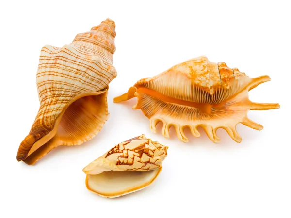 Sea conches — Stock Photo, Image