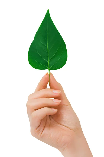 Hand with leaf — Stock Photo, Image