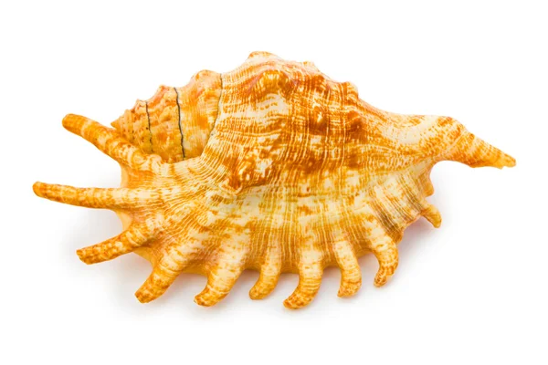 Sea conch — Stock Photo, Image