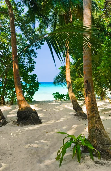 Väg till tropisk strand — Stockfoto