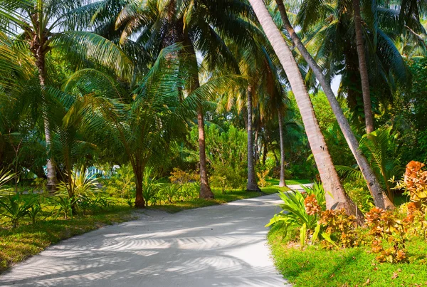 Camino en el parque tropical — Foto de Stock