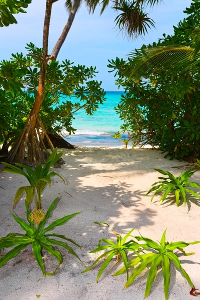 Bomen op tropisch strand — Stockfoto