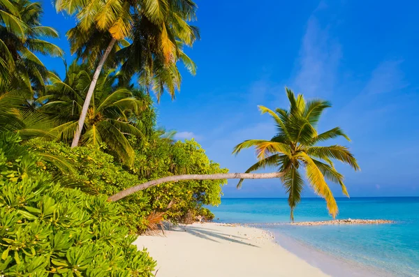 Biegende Palme am tropischen Strand — Stockfoto