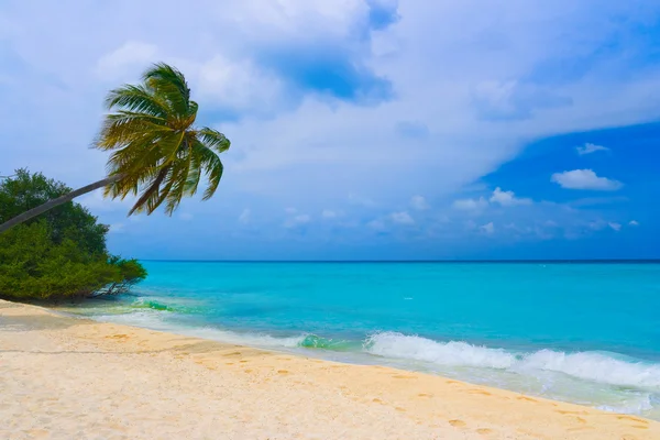Biegende Palme am tropischen Strand — Stockfoto
