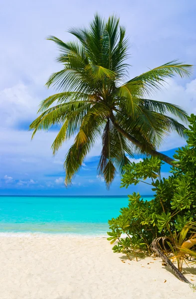 Pliage palmier sur la plage tropicale — Photo