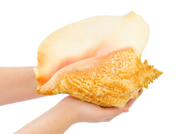 Hands and big conch — Stock Photo, Image