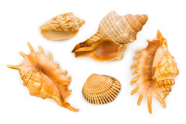 Sea conches clipart