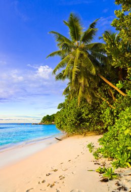 Palms on tropical beach clipart