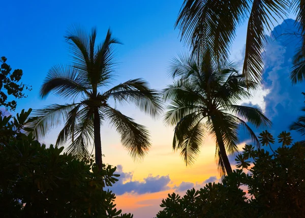 Silhouette of palms and sunset — Stock Photo, Image