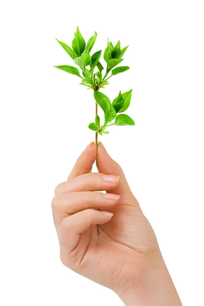 Hand with plant — Stock Photo, Image