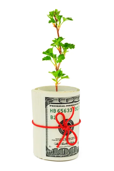 Rulle av pengar och växt — Stockfoto