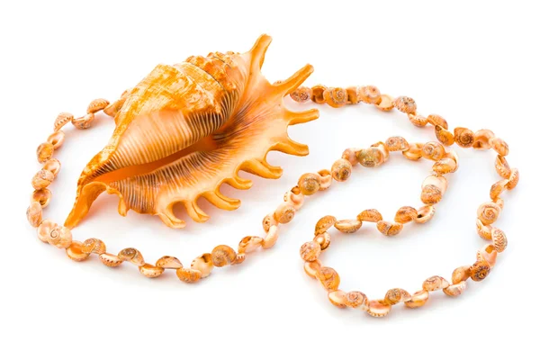 Ketting gemaakt van zee schelp — Stockfoto