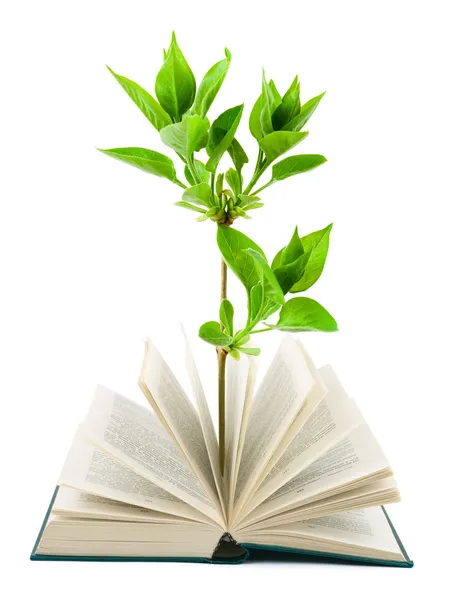 Kitap ve bitki — Stok fotoğraf
