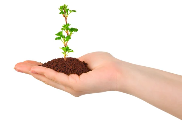 Hand and plant — Stock Photo, Image