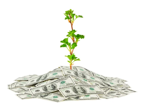 Geld en plant — Stockfoto