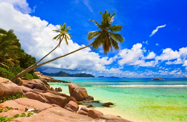 Palmeiras na praia na ilha La Digue, Seychelles — Fotografia de Stock