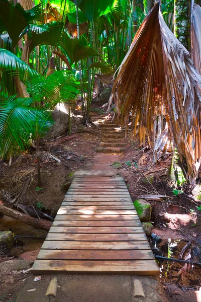 Väg i djungeln, Vallée de mai, Seychellerna — Stockfoto