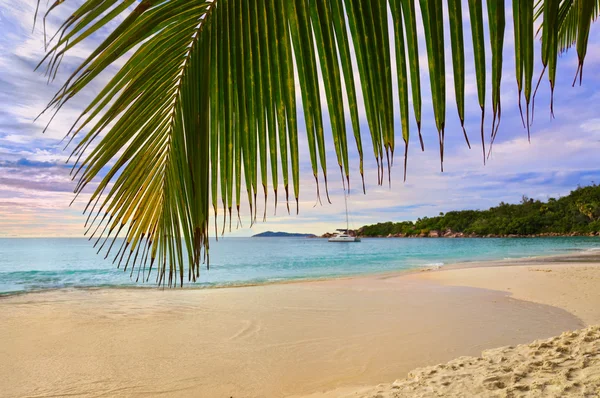 Palmblad en tropisch strand — Stockfoto