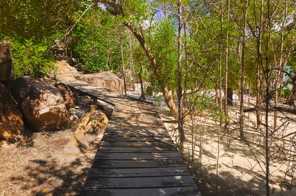 Pathway in jungles — Zdjęcie stockowe