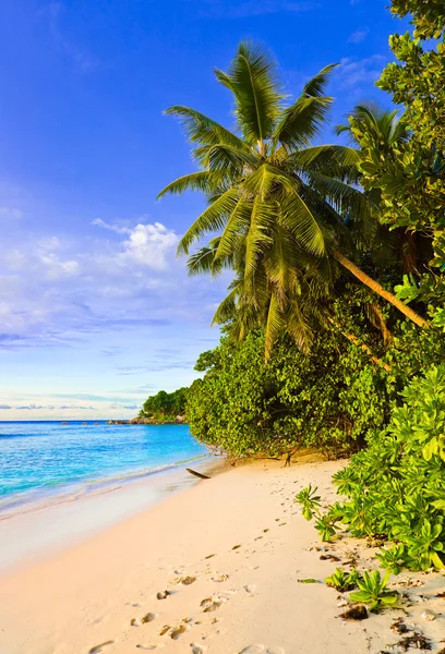 Handflatorna på tropical beach — Stockfoto