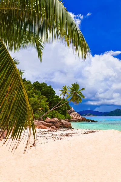 Palms on tropical beach — Stock Photo, Image