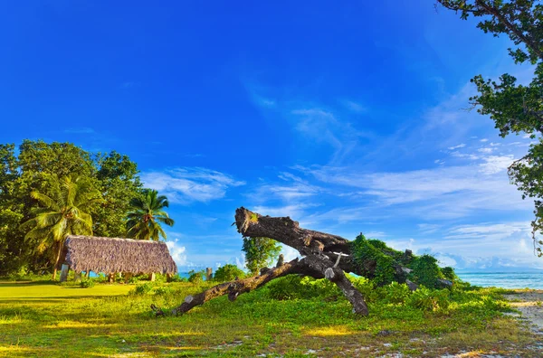 Canopy y árbol en la playa tropical — Foto de Stock