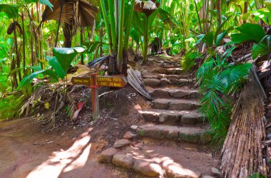 Pathway in jungle, Vallee de Mai, Seychelles clipart