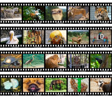 Animals in frames of film clipart