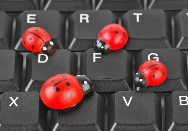 Oyuncak ladybirds bilgisayar klavye — Stok fotoğraf