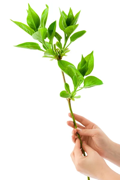 Hands and plant — Stock Photo, Image