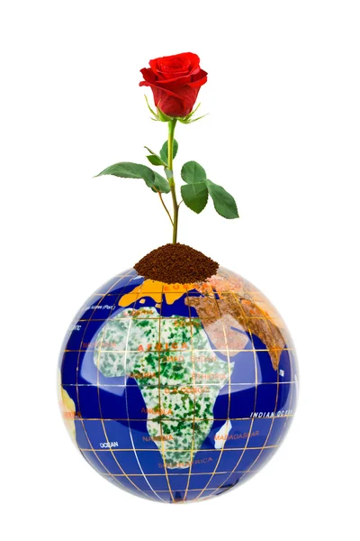 Globe and rose flower — Zdjęcie stockowe