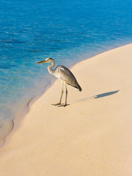 Heron op een strand — Stockfoto