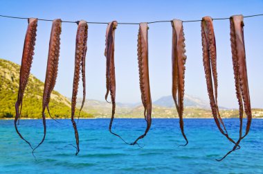 Octopus hanging to dry clipart